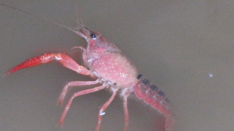 Procambarus clarkii (gambero della louisiana) detto killer